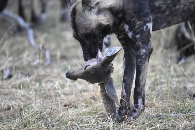 10 Day Zimbabwe and Chobe NP Tour - The final Chobe morning targets big cats