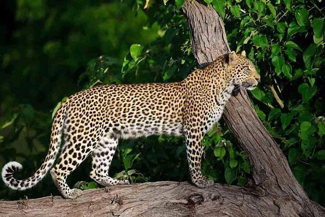 10 Day Zimbabwe and Chobe NP Tour - Matobo brings granite hills and rare wildlife