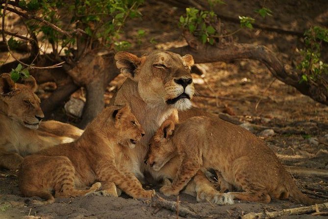 2-Day Camping Safari in Chobe National Park from Victoria Falls - What makes this two-day safari worth your time