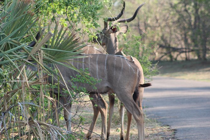 2-Day Camping Safari in Chobe National Park from Victoria Falls - The Chobe River cruise at 9:30