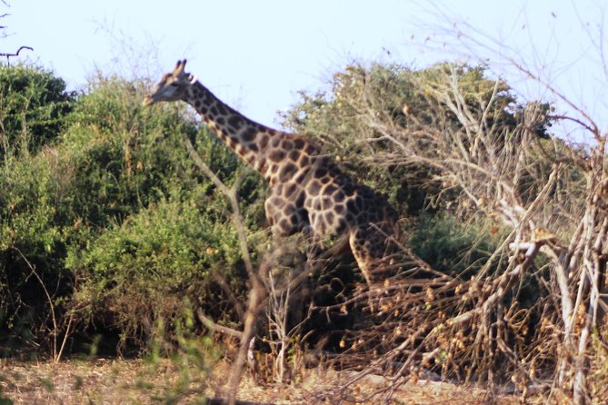 2-Day Camping Safari in Chobe National Park from Victoria Falls - Who should choose this Chobe trip?