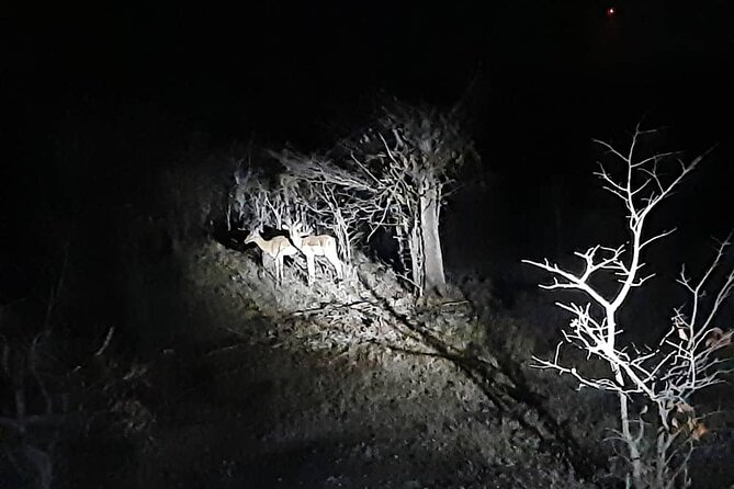 2 Hour Stargazing Tour in Victoria Falls NP Area in 4x4 - The strongest part: feeling present in the night