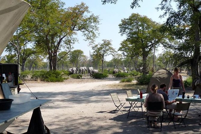 3 Day Chobe National Park Camping Safari - Day Two: A Full Day for Wildlife and Close Views