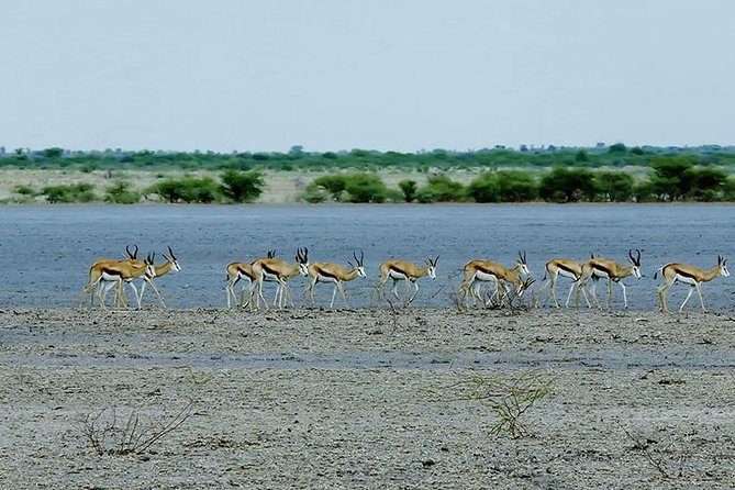 3 Day Chobe National Park Camping Tour - Why Chobe works so well from Victoria Falls
