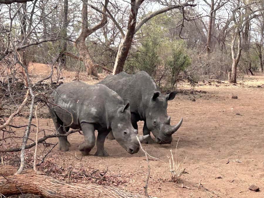 3 Days Explore Zambia, Zimbabwe and Chobe Park in Botswana - Why this three-country plan works