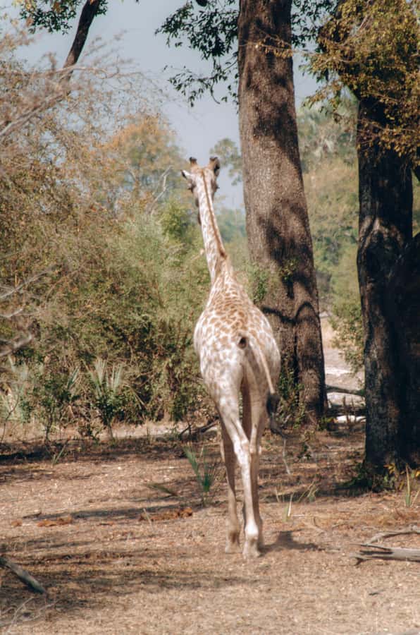 3 Days Explore Zambia, Zimbabwe and Chobe Park in Botswana - Should you book the three-day Zambia, Zimbabwe, and Chobe tour?