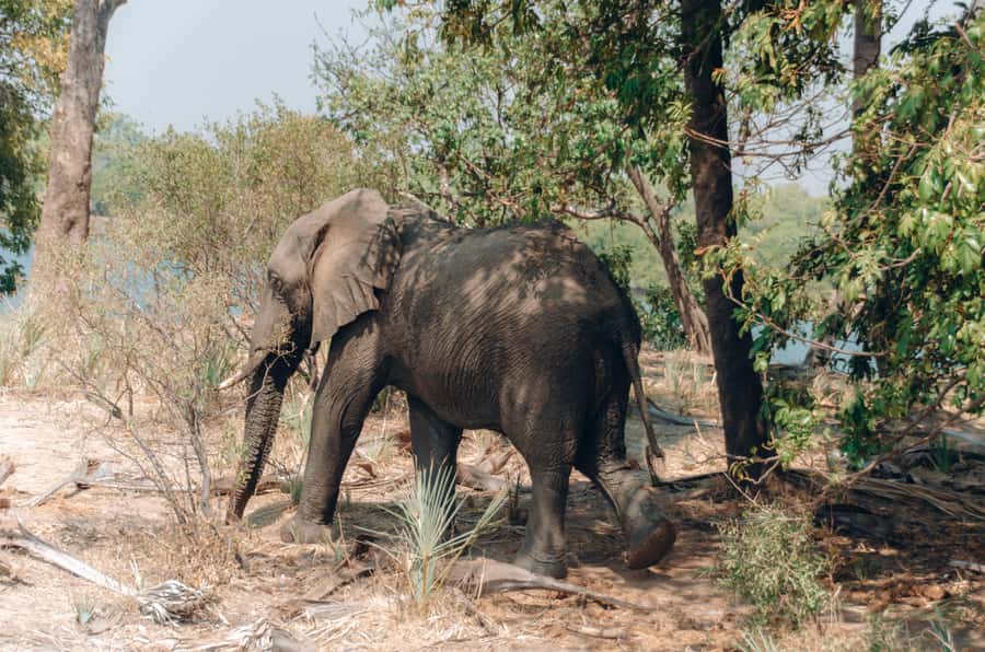 3 Days Explore Zambia, Zimbabwe and Chobe Park in Botswana - Day 1: Walking with rhinos near Livingstone