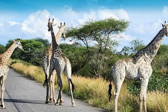 3 Days Tour at Chobe Park and Victoria Falls with Airport Pickup - Day 3: A simple airport transfer