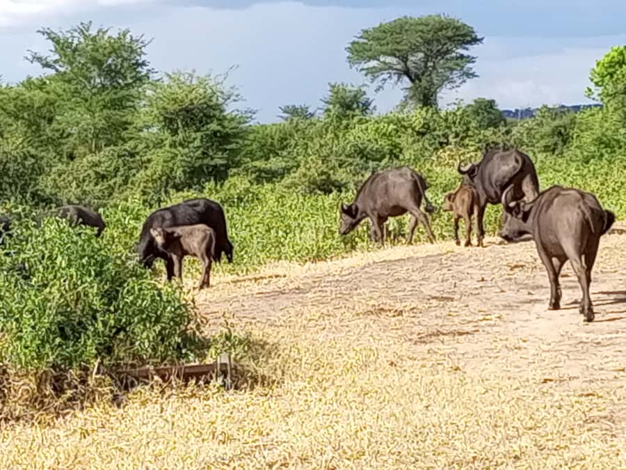 3 Days Victoria Falls and Full day Chobe National Park - The Kazungula crossing on Day 2