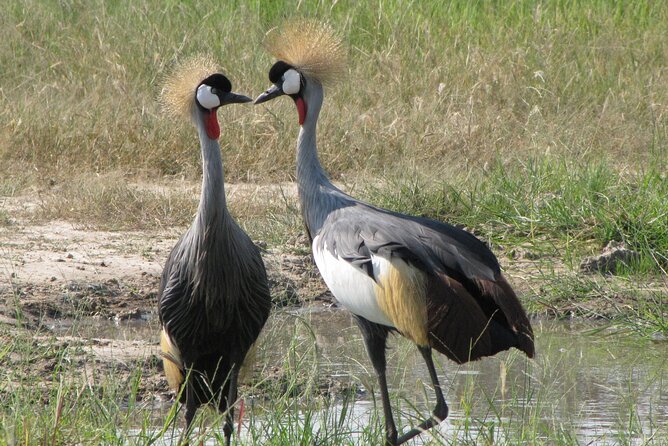 4-Day Discover Victoria Falls, Chobe and Hwange Park - Victoria Falls begins the four-day schedule