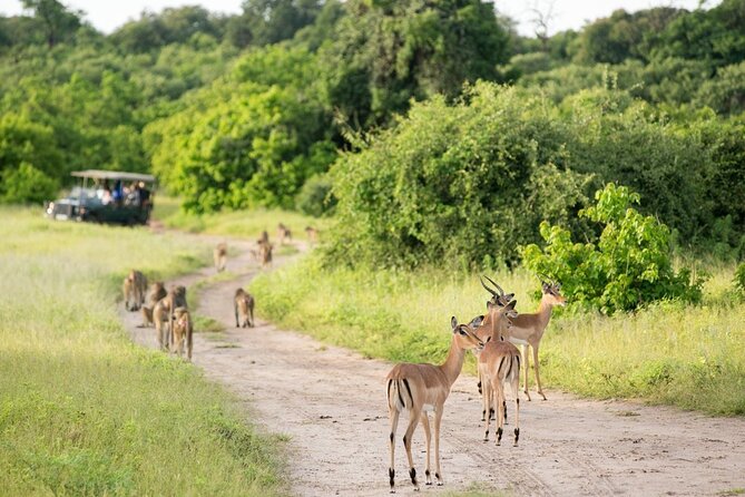 4-Day Victoria Falls and Hwange National Park Tour - Who will get the most from this tour?
