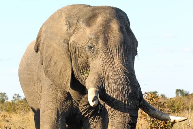 4 Days Victoria Falls Safari Tour & Chobe National Park game drive - Why this four-day combination works
