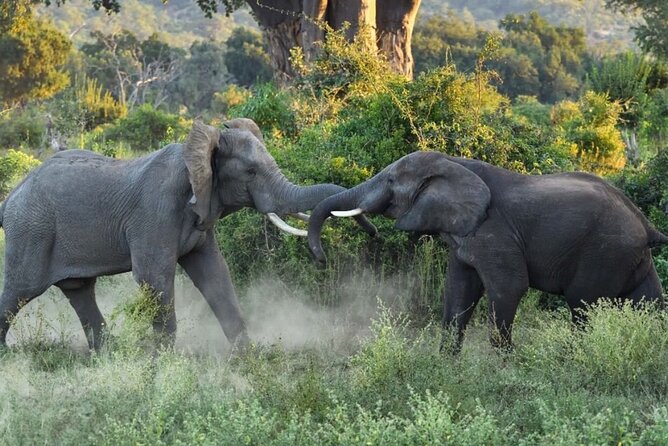 4 Days Victoria Falls Safari Tour & Chobe National Park game drive - Day 3: Game drive and boat safari in Chobe National Park