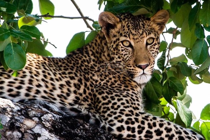 4 Days Victoria Falls Safari Tour & Chobe National Park game drive - Day 4: A simple airport transfer