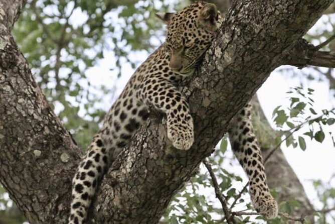 4 Days Victoria Falls Safari Tour & Chobe National Park game drive - Private travel, group size, and comfort