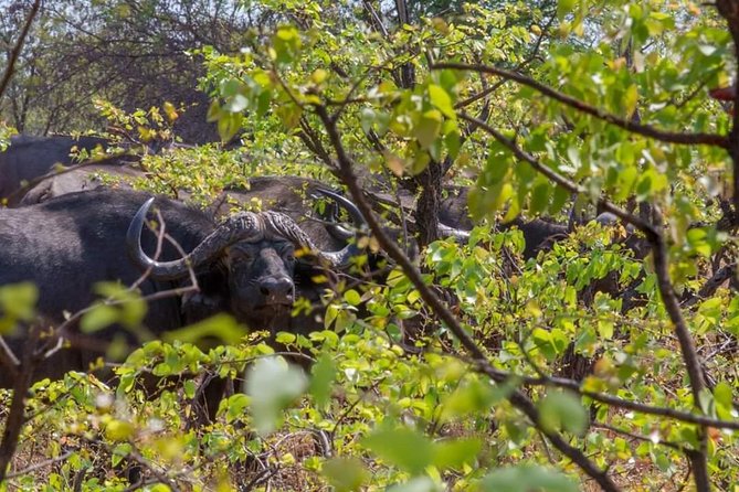 4 Days Victoria Falls Zimbabwe with Chobe National Park Safari Botswana and Livingstone Zambia - Livingstone, Zambia, and the story behind the border