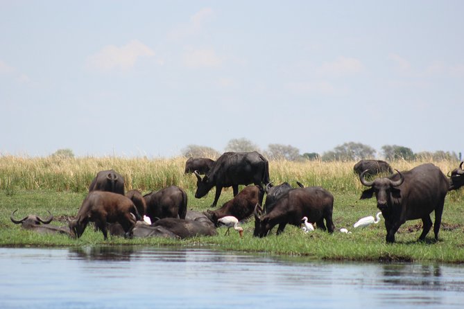 5-DAY Victoria Falls and Chobe National Park - Day 3: A full safari day in Chobe National Park
