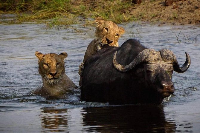 5 Day Victoria Falls and Chobe National Park Camping Tour - Day 5: Returning toward Victoria Falls