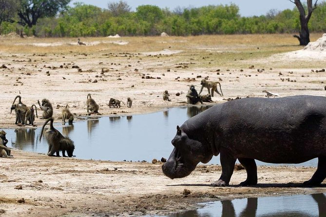 5 Day Victoria Falls and Hwange National Park Accommodated Safari Tour - Why this Zimbabwe pairing works so well