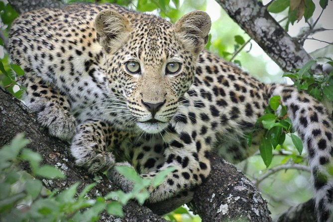 5 Day Victoria Falls and Hwange National Park Accommodated Safari Tour - Days 3 and 4: Hwange on a larger scale