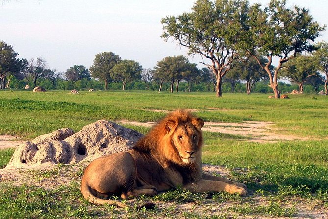 5 Day Victoria Falls and Hwange National Park Accommodated Safari Tour - Day 5: A shorter final look at the park