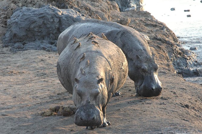5 Day Victoria Falls and Hwange National Park Accommodated Safari Tour - Day 1: A gentle start on the upper Zambezi