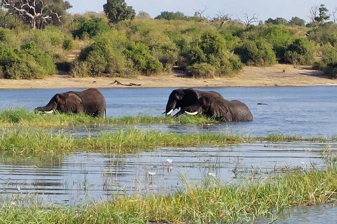 6 Days Victoria Falls Chobe Wildlife and Okavango Delta Tour - Why the Chobe River cruise earns its place