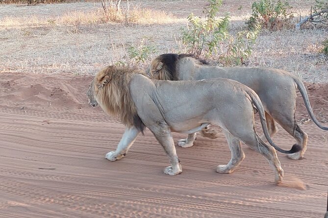 6 Days Victoria Falls Chobe Wildlife and Okavango Delta Tour - Two Chobe game drives on Day 2