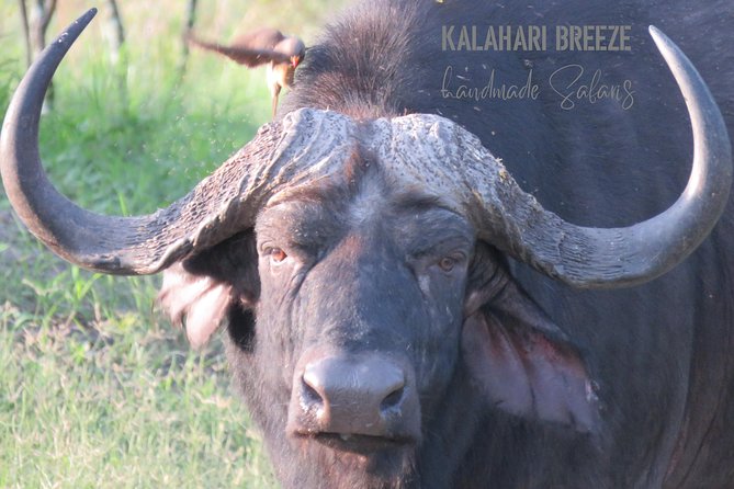7 Day Highlights Of Botswana Overland Tour – ACCOMODATED (midrange) - What the $2,380 price really covers