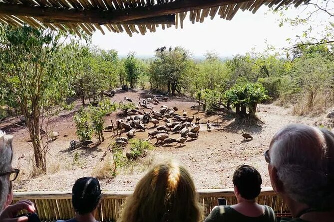 Baobab-Sunrise-Sunset-Vulture-Moonlight Safaris, 4 Options - Choosing between sunrise, sunset, vulture, and moonlight
