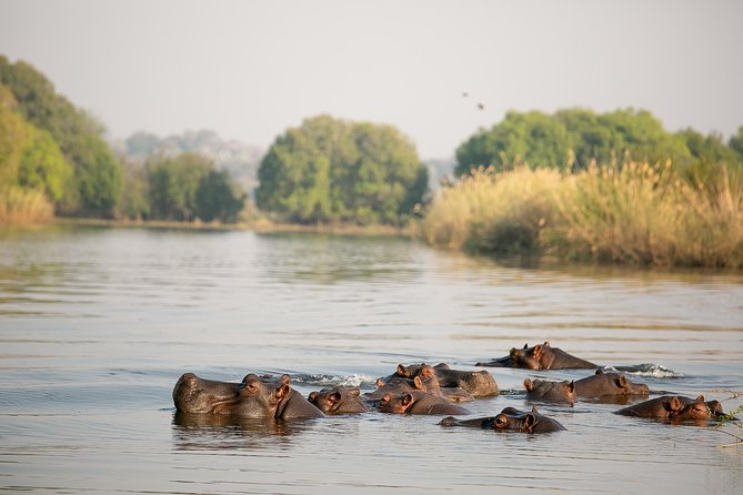 Birdwatching Cruise in Zambezi River with Breakfast - Reading the Zambezi with a birding guide