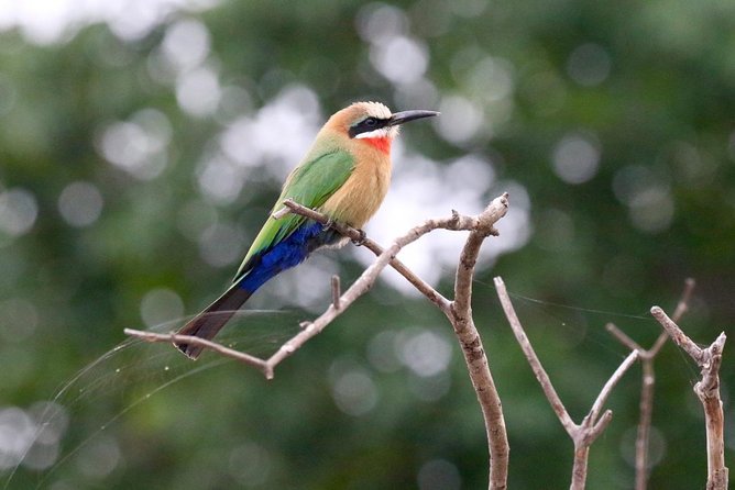 Birdwatching Cruise in Zambezi River with Breakfast - Breakfast served during the cruise