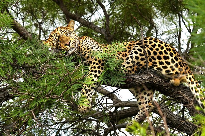 Chobe Botswana Day Trip River and Land Safari from Victoria Falls - The morning Chobe game drive