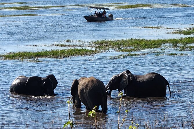 Chobe Botswana Day Trip River and Land Safari from Victoria Falls - The three-hour Chobe River cruise