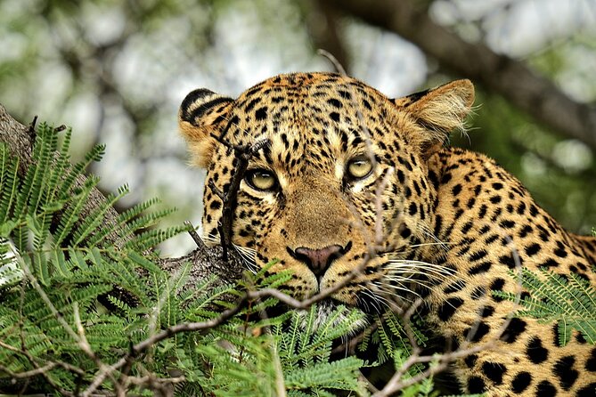 Chobe Botswana Day Trip River and Land Safari from Victoria Falls - What the $195 price really includes