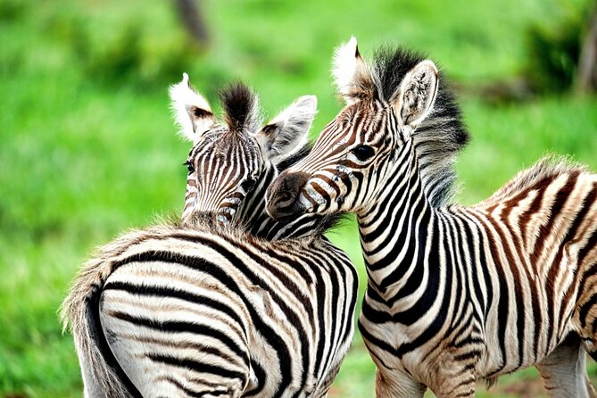 Chobe Botswana Day Trip River and Land Safari from Victoria Falls - Practical details before you reserve