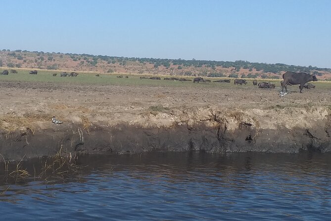 Chobe Botswana Full-Day Trip - Group size, guide quality, and comfort