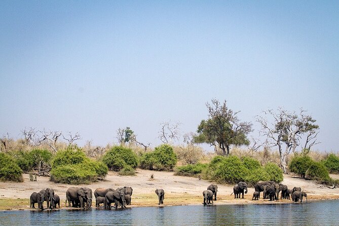 Chobe Day Trip - Guides, Stories, and the Human Side of the Trip