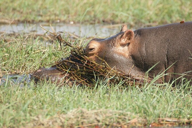 Chobe Day Trip - What the $174 Price Really Covers