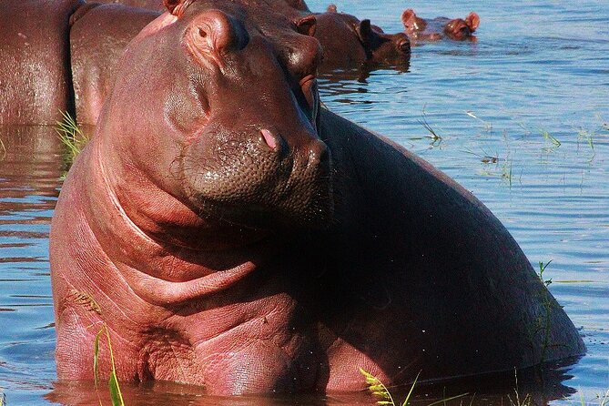 Chobe Day Trip - Who Will Get the Most from This Chobe Visit