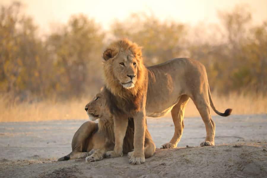 Chobe Day Trip - From Vic Falls - With Lunch (Buffet) - Why combine Chobe’s game drive and river cruise?