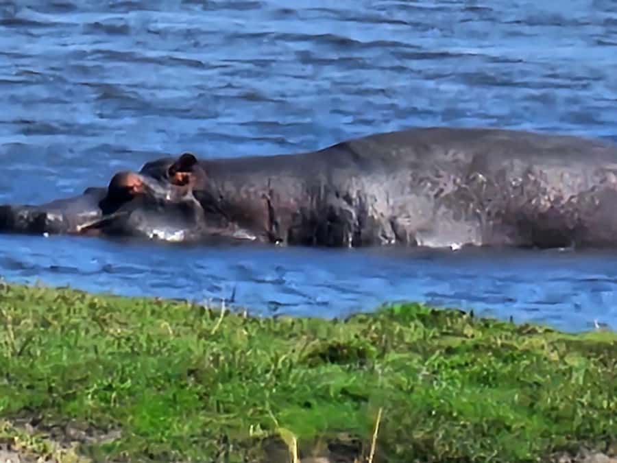 Chobe Day Trip - From Vic Falls - With Lunch (Buffet) - From Victoria Falls to the Botswana border