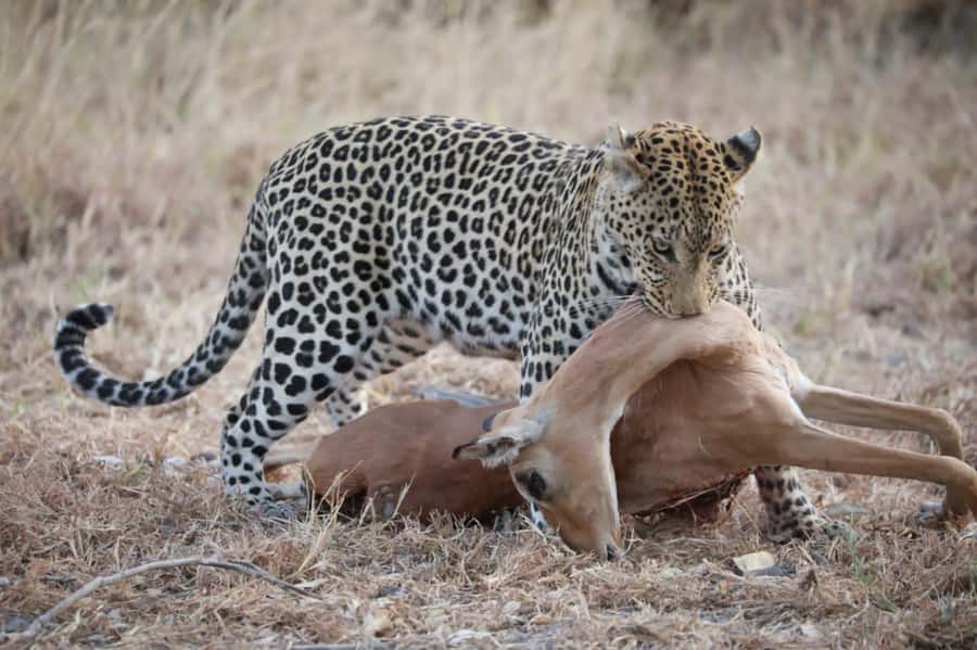 Chobe Day Trip - From Vic Falls - With Lunch (Buffet) - Buffet lunch and the midday break
