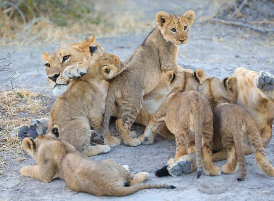 Chobe Day Trip - From Vic Falls - With Lunch (Buffet) - Timing, group style, and the value of $144