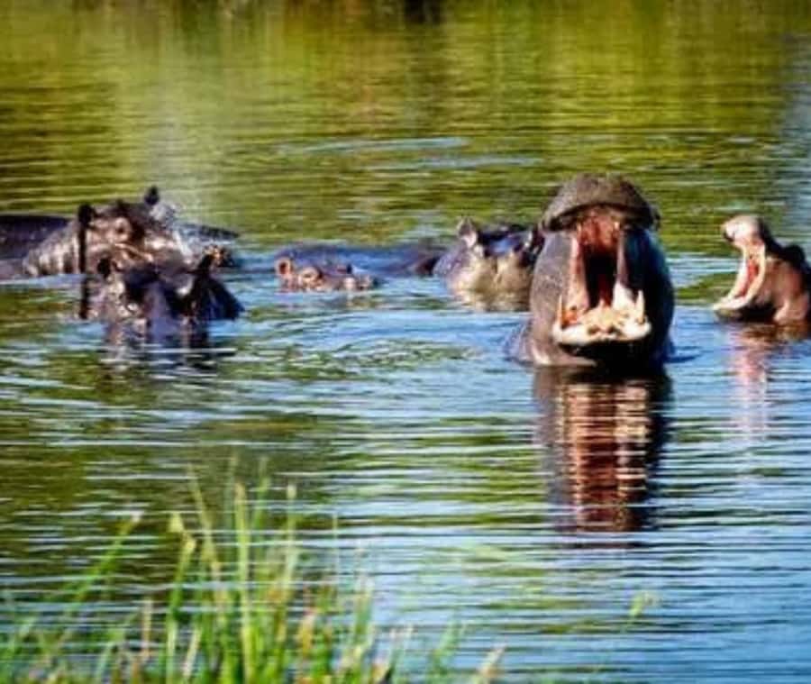 Chobe Day Trip - From Vic Falls - With Lunch (Buffet) - What makes this a good Victoria Falls add-on?