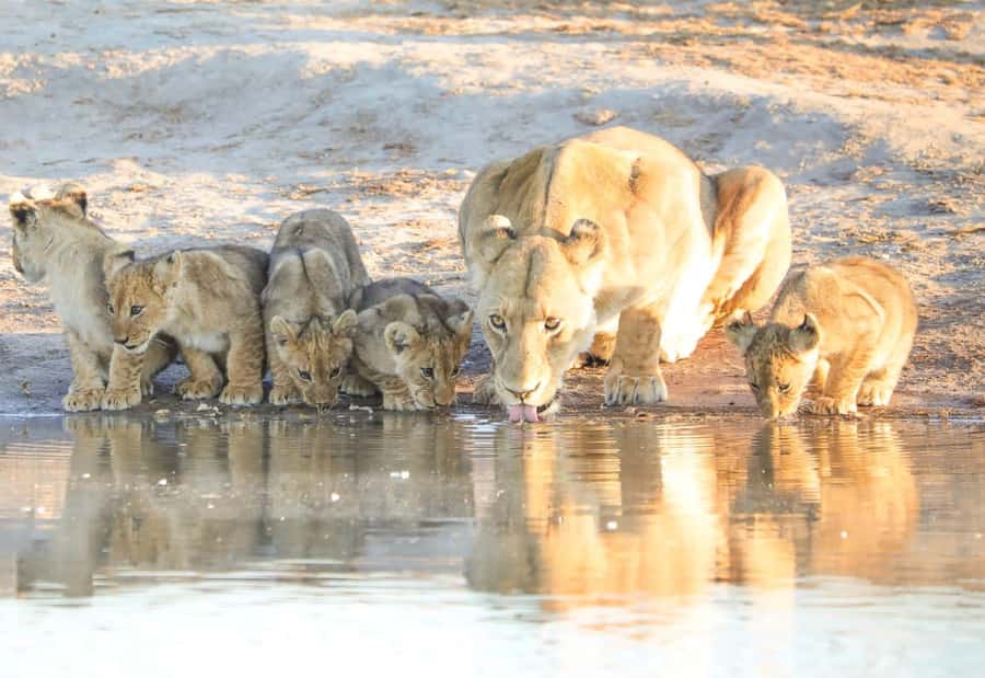 Chobe Day Trip - From Vic Falls - With Lunch (Buffet) - The three-hour Chobe game drive