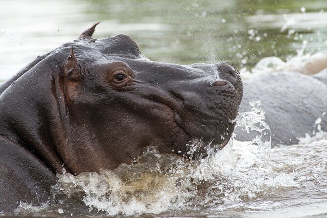 Chobe Day Trip from Victoria Falls - Why Chobe works so well as a day trip from Victoria Falls