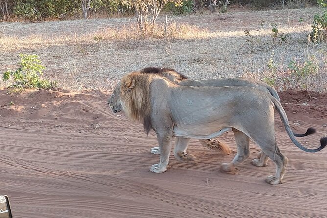 Chobe Day Trip from Victoria Falls - The three-hour Chobe game drive