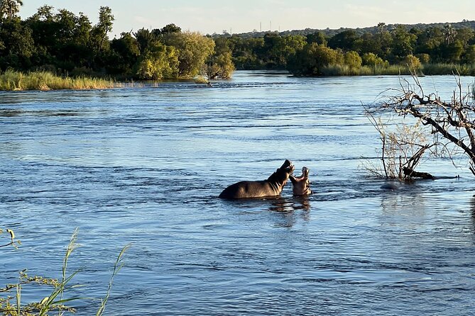 Chobe Day Trip from Victoria Falls - Who will enjoy this day most