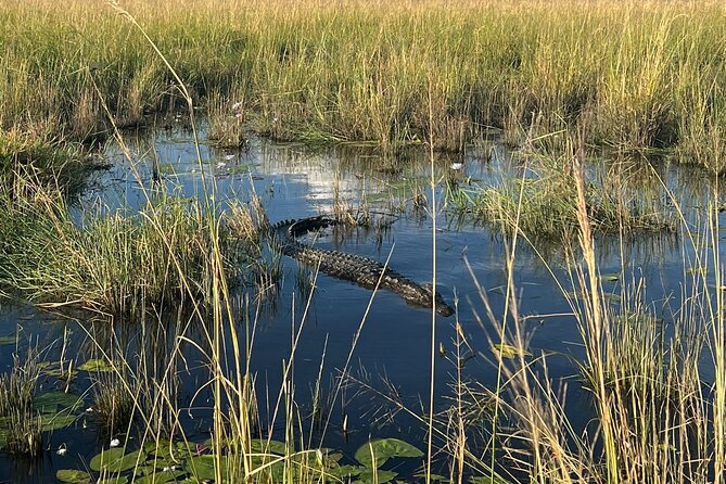 Chobe Day Trip from Victoria Falls - Lunch at 12:30 pm, then a different kind of safari